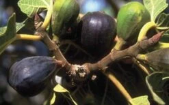 LSU Purple Fig Tree - 1 Gallon Pot -Garden Plants shop 10072 lsu purple fig