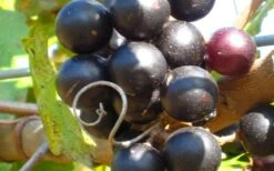 Lane Muscadine Grape Vine (Self Fertile) - 1 Gallon Pot 3 Lane Muscadine Grape Vine (Self Fertile) - 1 Gallon Pot -Garden Plants shop 10133 lane muscadine