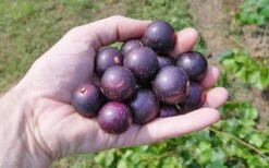 Nesbitt Muscadine Grape Vine - 1 Gallon Pot -Garden Plants shop 10547 nesbitt muscadine