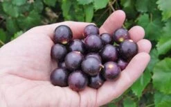 Noble Muscadine Grape Vine (Self Fertile) - 1 Gallon Pot -Garden Plants shop 10548 noble muscadine