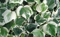 Variegated Algerian Ivy (Hedera Algeriensis 'Gloire De Marengo') - 6 Pack Of Pint Pots -Garden Plants shop 3554 ravensholst ivy