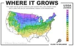 The Blues Colorado Spruce (Picea Pungens) - 6 Gallon Pot (4-5') 2 The Blues Colorado Spruce (Picea Pungens) - 6 Gallon Pot (4-5') -Garden Plants shop 3A 8A 7