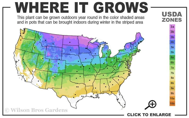 American Wild Plum Tree (Prunus americana) - 1 Gallon Pot American Wild Plum Tree (Prunus Americana) - 1 Gallon Pot -Garden Plants shop 3a 8b 45