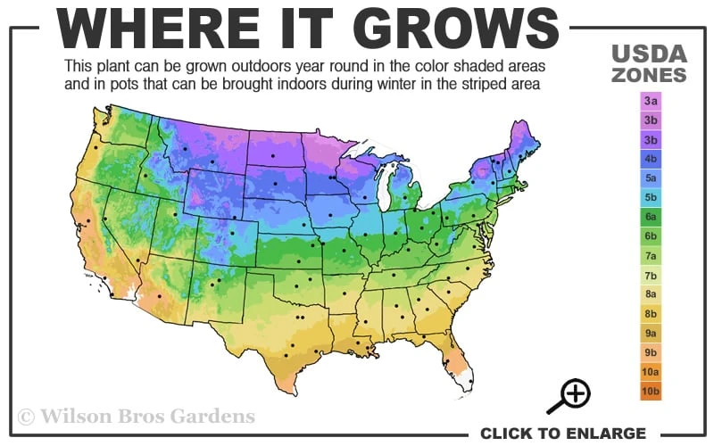 Canaertii Juniper (Red Cedar) - 3 Gallon Pot Canaertii Juniper (Red Cedar) - 3 Gallon Pot -Garden Plants shop 3a 9b 15