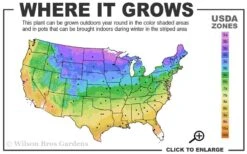 Spartan Juniper - 6 Pack Of 1 Gallon Pots 2 Spartan Juniper - 6 Pack Of 1 Gallon Pots -Garden Plants shop 3b 9b 1