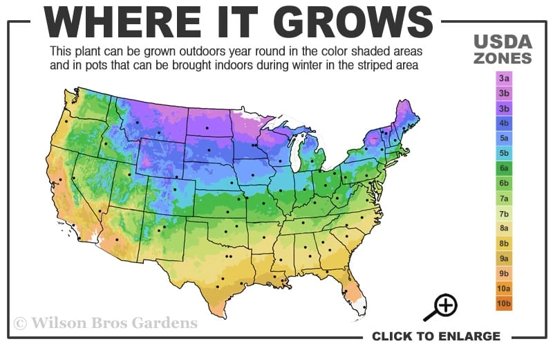 Pink Flamingo Clematis - 1 Gallon Pot Pink Flamingo Clematis - 1 Gallon Pot -Garden Plants shop 3b 9b 4