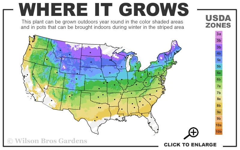 Shadblow Serviceberry Tree (Amelanchier canadensis) - 1 Gallon Pot Shadblow Serviceberry Tree (Amelanchier Canadensis) - 1 Gallon Pot -Garden Plants shop 4A 8B 36