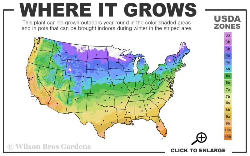 Balboa Sunset Trumpet Vine (Campsis radicans) - 5 Gallon Pot Balboa Sunset Trumpet Vine (Campsis Radicans) - 5 Gallon Pot -Garden Plants shop 4a 11 10
