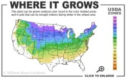 Vanderwolf's Pyramid Limber Pine (Pinus Flexilis) - 1 Gallon Pot -Garden Plants shop 4a 8a