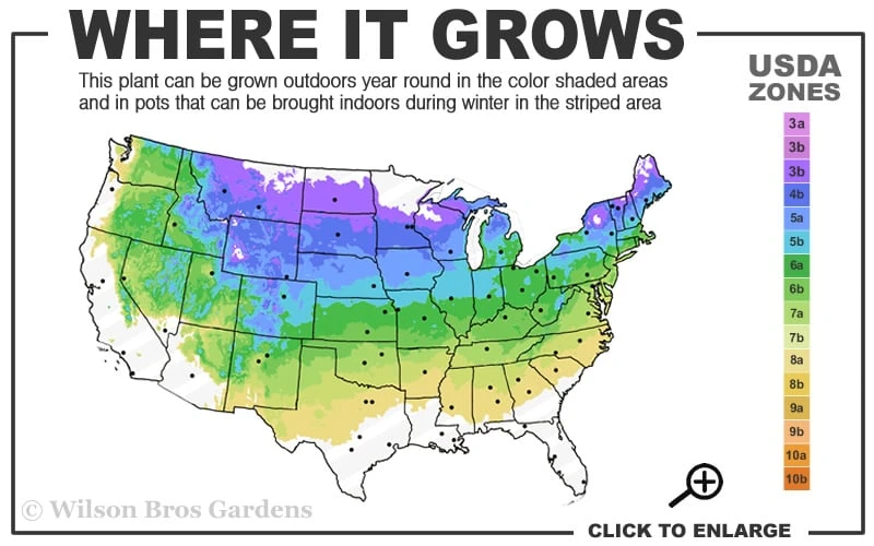 Northern Highbush Blueberry (Vaccinum corymbosum) - 6 Pack of 1 Gallon Pots Northern Highbush Blueberry (Vaccinum Corymbosum) - 6 Pack Of 1 Gallon Pots -Garden Plants shop 4a 8a 6