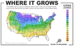 Green Thread Cypress (Chamaecyparis Pisifera Filifera) - 3 Gallon Pot 2 Green Thread Cypress (Chamaecyparis Pisifera Filifera) - 3 Gallon Pot -Garden Plants shop 4a 8b 12