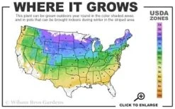 General Sikorski Clematis - 1 Gallon Pot -Garden Plants shop 4a 8b thumbnail 4