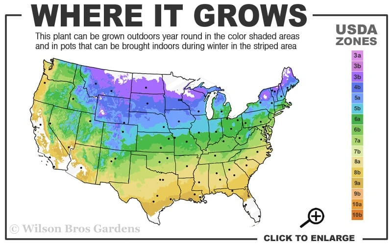 Pachysandra - Japanese Spurge - 18 Count Flat of Pint Pots Pachysandra - Japanese Spurge - 18 Count Flat Of Pint Pots -Garden Plants shop 4a 9a 2