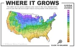 Mission To Mars Mangave - 1 Gallon Pot -Garden Plants shop 4a 9b 157