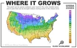 Elsa Spath Clematis - 1 Gallon Pot -Garden Plants shop 4a 9b thumbnail 2