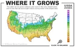 Emerald Goddess Liriope (Lilyturf) - 1 Gallon Pot 2 Emerald Goddess Liriope (Lilyturf) - 1 Gallon Pot -Garden Plants shop 5B 11 17