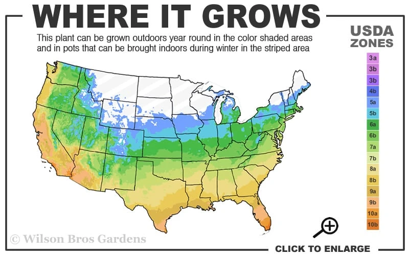 Anne Marie White Variegated Ivy (Hedera helix) - 5 Pack of Pint Pots Anne Marie White Variegated Ivy (Hedera Helix) - 5 Pack Of Pint Pots -Garden Plants shop 5a 10b 16