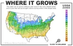 All That Glows Arrowwood Viburnum - 2 Gallon Pot -Garden Plants shop 5a 8b 22