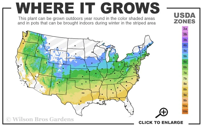 Autumn Moon Japanese Maple - 3 Gallon Pot (2.5 to 3.5') Autumn Moon Japanese Maple - 3 Gallon Pot (2.5 To 3.5') -Garden Plants shop 5a 8b 40