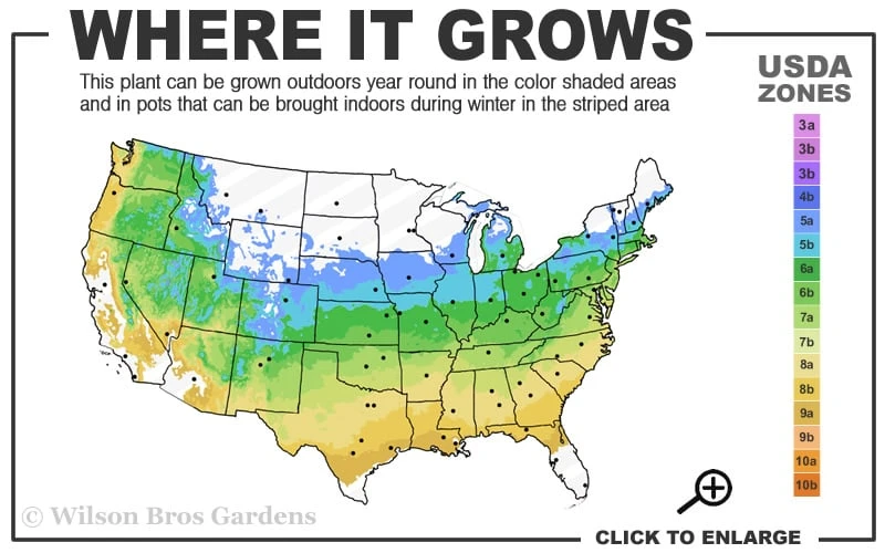 Yellow Bird Magnolia Tulip Tree - 1 Gallon Pot Yellow Bird Magnolia Tulip Tree - 1 Gallon Pot -Garden Plants shop 5a 9a 1