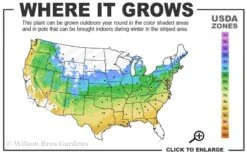 Kumoi Nishiki Japanese Full Moon Maple - 3 Gallon Pot 2 Kumoi Nishiki Japanese Full Moon Maple - 3 Gallon Pot -Garden Plants shop 5a 9a 17