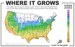 Cloud 10 Climbing Rose - 3 Gallon Pot 2 Cloud 10 Climbing Rose - 3 Gallon Pot -Garden Plants shop 5a 9b 154