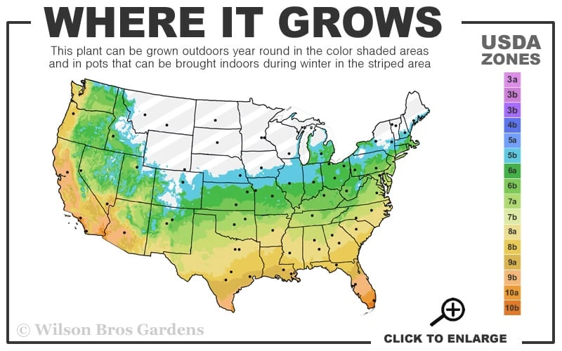Creeping Lilyturf (Liriope spicata) - 6 Pack of Pint Pots Creeping Lilyturf (Liriope Spicata) - 6 Pack Of Pint Pots -Garden Plants shop 5b 11 13