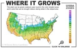 Lady In Red Hydrangea - 3 Gallon Pot -Garden Plants shop 5b 9b 6