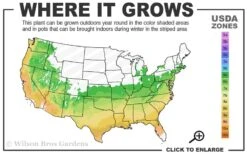 Perfecto Mundo Double White Reblooming Azalea - 2 Gallon Pot -Garden Plants shop 6A 9B 59