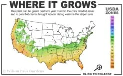 Russian 26 Cold Hardy Pomegranate - 6 Pack Of 1 Gallon Pots 2 Russian 26 Cold Hardy Pomegranate - 6 Pack Of 1 Gallon Pots -Garden Plants shop 6B 11