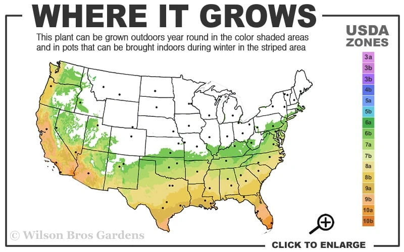 Russian 26 cold hardy pomegranate - 6 Pack of 1 Gallon Pots Russian 26 Cold Hardy Pomegranate - 6 Pack Of 1 Gallon Pots -Garden Plants shop 6B 11