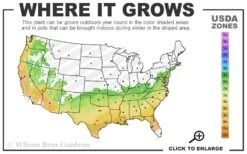 Perfecto Mundo Double Purple Reblooming Azalea - 1 Gallon Pot -Garden Plants shop 6B 9B 13