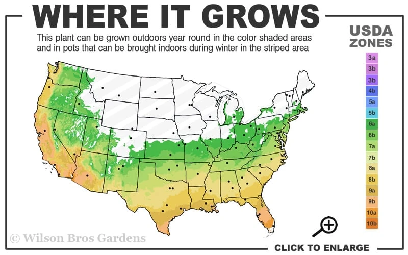 Summer Snow Gardenia - 3 Gallon Pot Summer Snow Gardenia - 3 Gallon Pot -Garden Plants shop 6a 10a 1