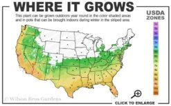 Ingelise English Ivy (Hedera) - 10 Pack Of 4" Pots 2 Ingelise English Ivy (Hedera) - 10 Pack Of 4" Pots -Garden Plants shop 6a 10a 3