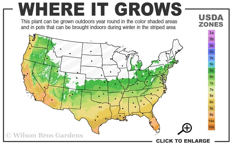 Ingelise English Ivy (Hedera) - 10 Pack of 4" Pots Ingelise English Ivy (Hedera) - 10 Pack Of 4" Pots -Garden Plants shop 6a 10a 3