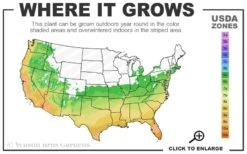 Winter's Waterlily Cold Hardy Camellia - 1 Gallon Pot 2 Winter's Waterlily Cold Hardy Camellia - 1 Gallon Pot -Garden Plants shop 6a 10b 2