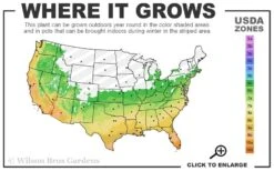 Golden Oregano - 6 Pack Of Pint Pots -Garden Plants shop 6a 11 14