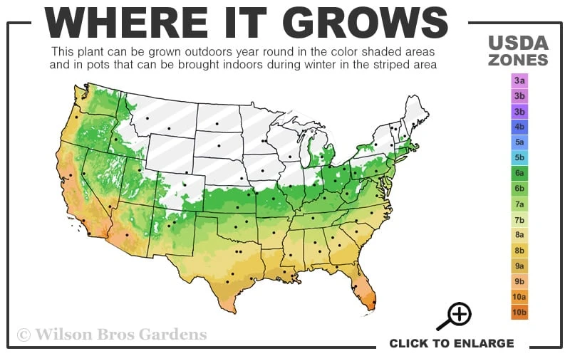 Don Juan Climbing Rose - 3 Gallon Pot Don Juan Climbing Rose - 3 Gallon Pot -Garden Plants shop 6a 11 6