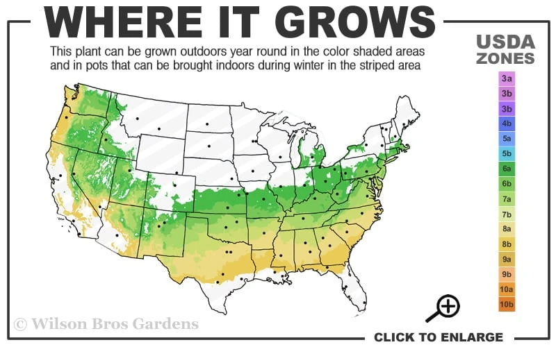 Justin Brouwers Dwarf Boxwood - 1 Gallon Pot Justin Brouwers Dwarf Boxwood - 1 Gallon Pot -Garden Plants shop 6a 8b 1