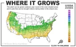 Elegans Variegated Boxwood - Buxus Sempervirens 'Elegantissima' - 1 Gallon Pot -Garden Plants shop 6a 8b