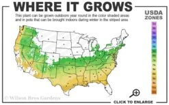 Arp Rosemary - 6 Pack Of Pint Pots -Garden Plants shop 6a 9a 4