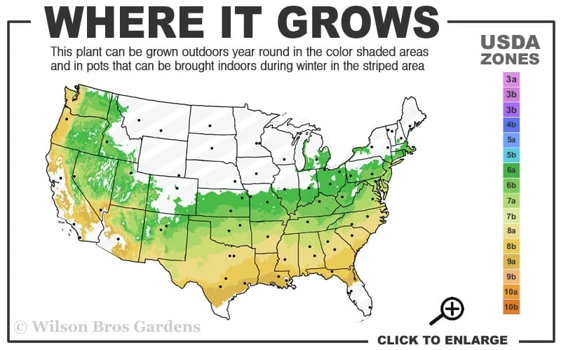Titan Blueberry - 1 Gallon Pot Titan Blueberry - 1 Gallon Pot -Garden Plants shop 6a 9a 8