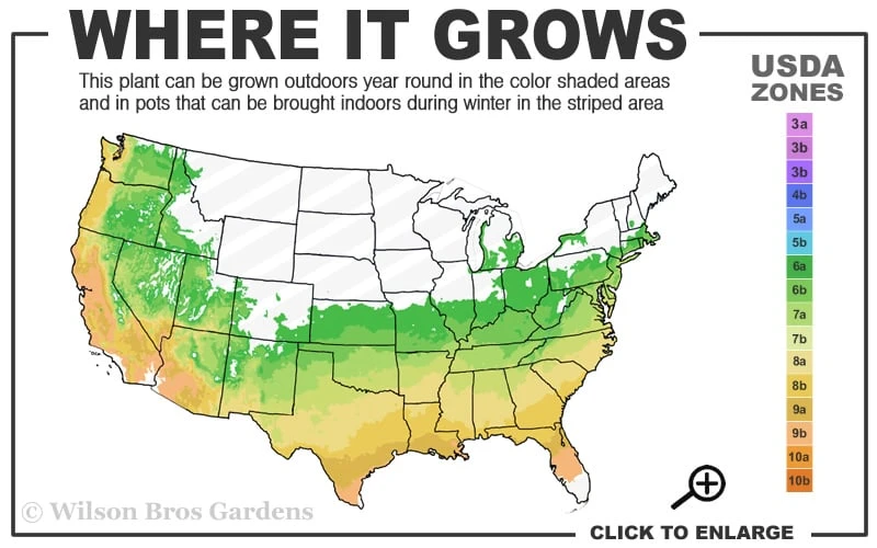 Goshiki Osmanthus (Variegated False Holly) - 7 Gallon Pot Goshiki Osmanthus (Variegated False Holly) - 7 Gallon Pot -Garden Plants shop 6a 9b 68