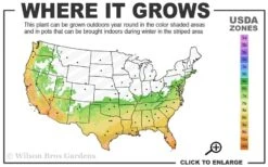 Fortune's Cold Hardy Tea Olive (Fragrant Osmanthus) - 7 Gallon Pot (3-4') 2 Fortune's Cold Hardy Tea Olive (Fragrant Osmanthus) - 7 Gallon Pot (3-4') -Garden Plants shop 6b 10b 2