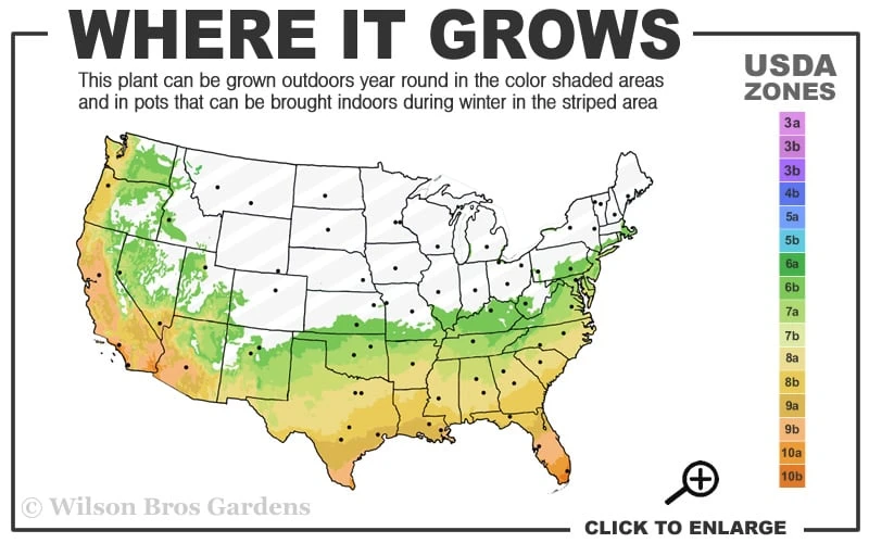Fortune's Cold Hardy Tea Olive (Fragrant Osmanthus) - 7 Gallon Pot (5-6') Fortune's Cold Hardy Tea Olive (Fragrant Osmanthus) - 7 Gallon Pot (5-6') -Garden Plants shop 6b 10b 5