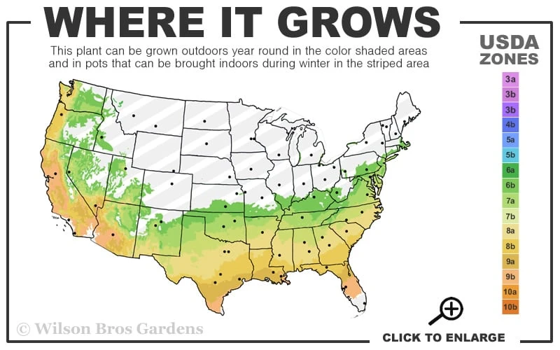April Blush Cold Hardy Pink Camellia Japonica - 1 Gallon Pot April Blush Cold Hardy Pink Camellia Japonica - 1 Gallon Pot -Garden Plants shop 6b 9b 3