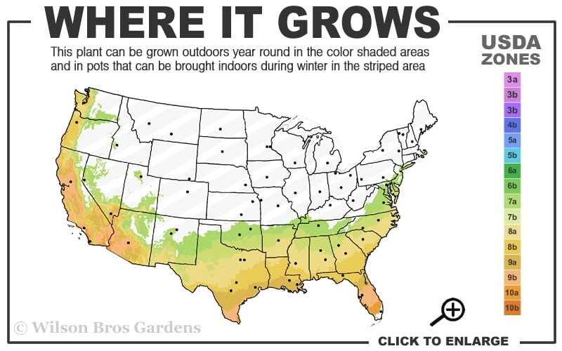 Deodar Cedar Tree - 6 Pack of 1 Gallon Pots Deodar Cedar Tree - 6 Pack Of 1 Gallon Pots -Garden Plants shop 7a 10a 1