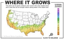 Edgeworthia Chrysantha - Paper Bush - 5 Gallon Pot -Garden Plants shop 7a 10a 7