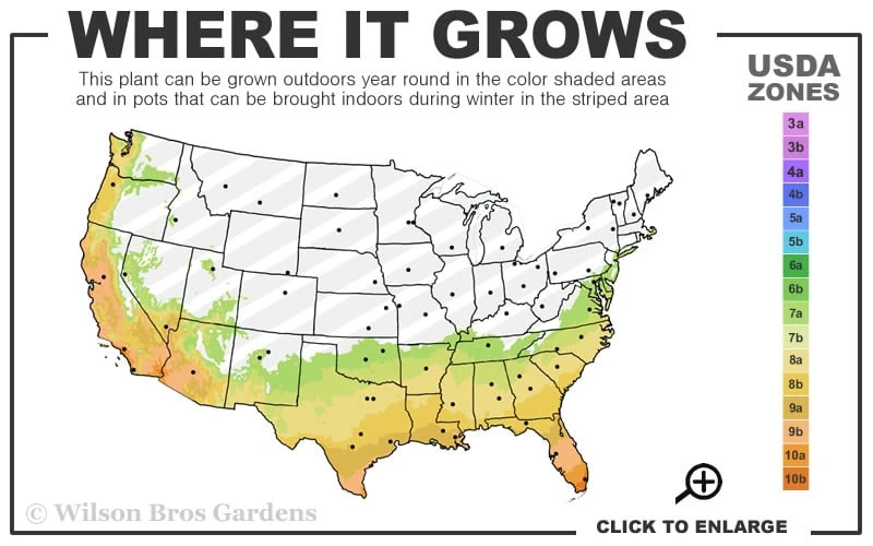 Goldcrest Monterey Lemon Cypress - 3-Ball Poodle Tier Topiary - 5 Gallon Pot Goldcrest Monterey Lemon Cypress - 3-Ball Poodle Tier Topiary - 5 Gallon Pot -Garden Plants shop 7a 10b 132