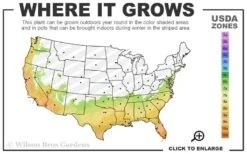 Southern Wax Myrtle - 3 Gallon Pot 2 Southern Wax Myrtle - 3 Gallon Pot -Garden Plants shop 7a 10b 88